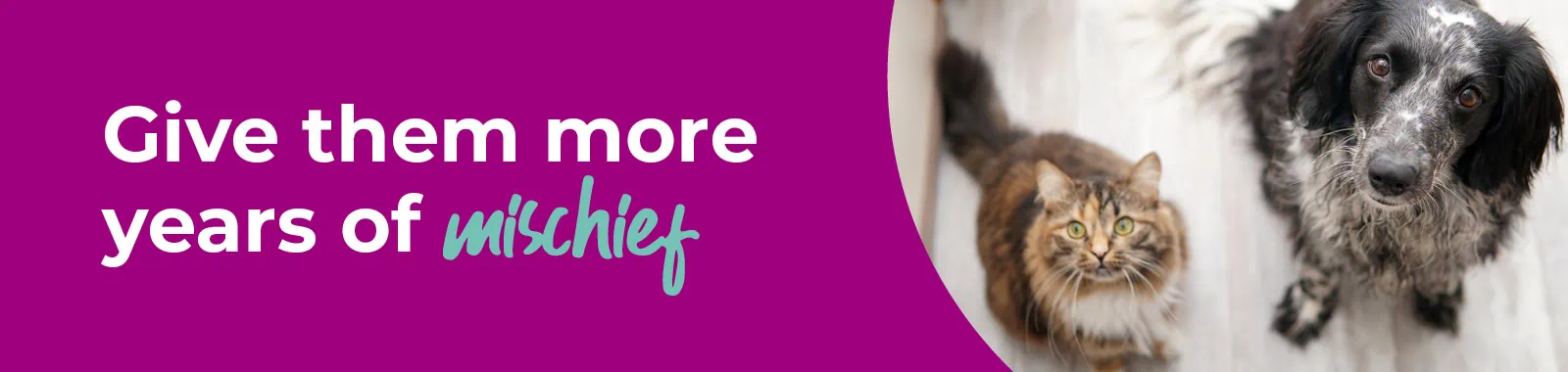 Senior Pets | Services | Abbey House Veterinary Hospital