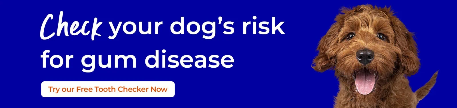 Rabbit Oral Health Care