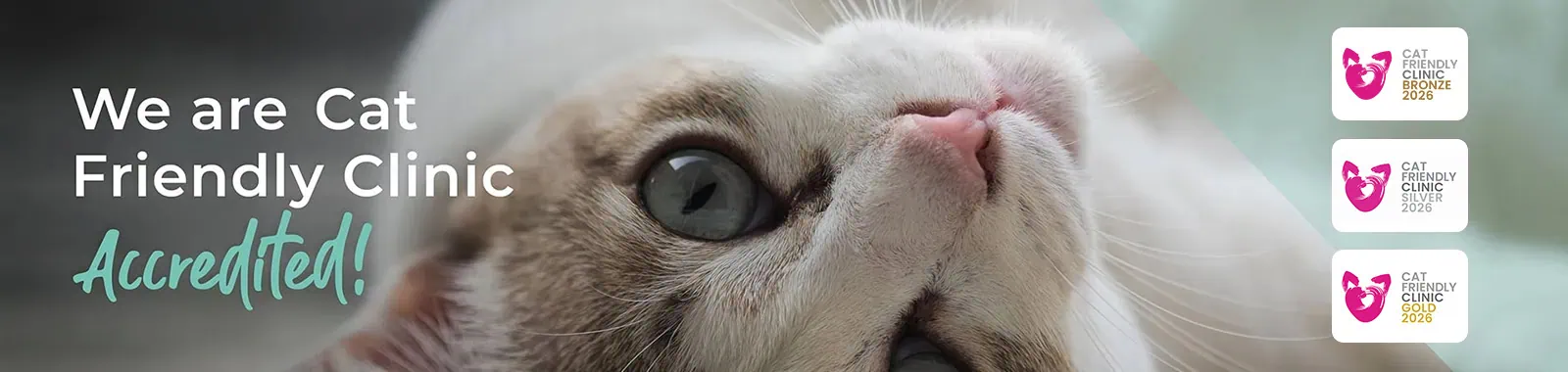 Cat Friendly Clinics at Abbey House