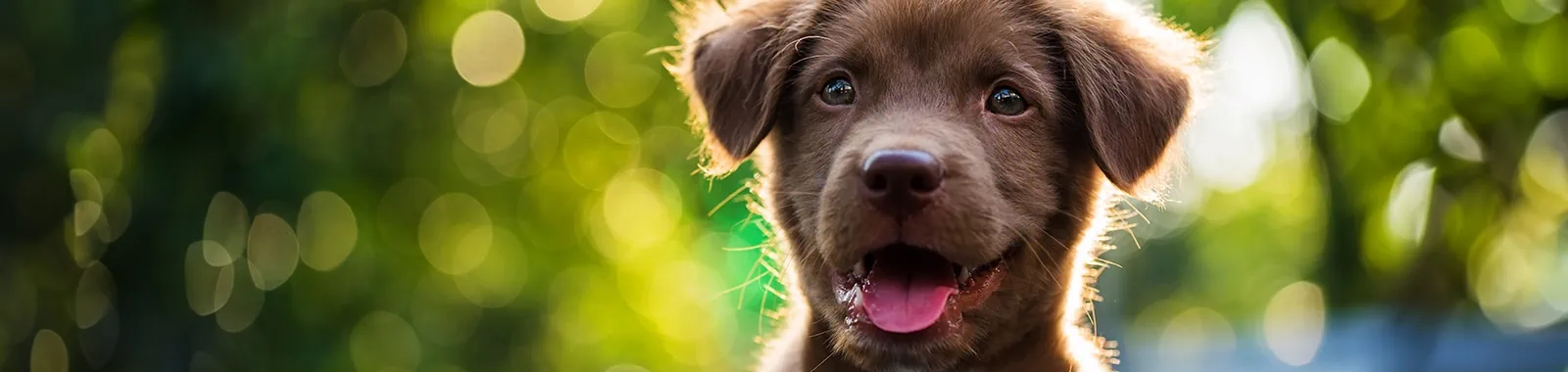 7 behaviours to look out for in a new puppy