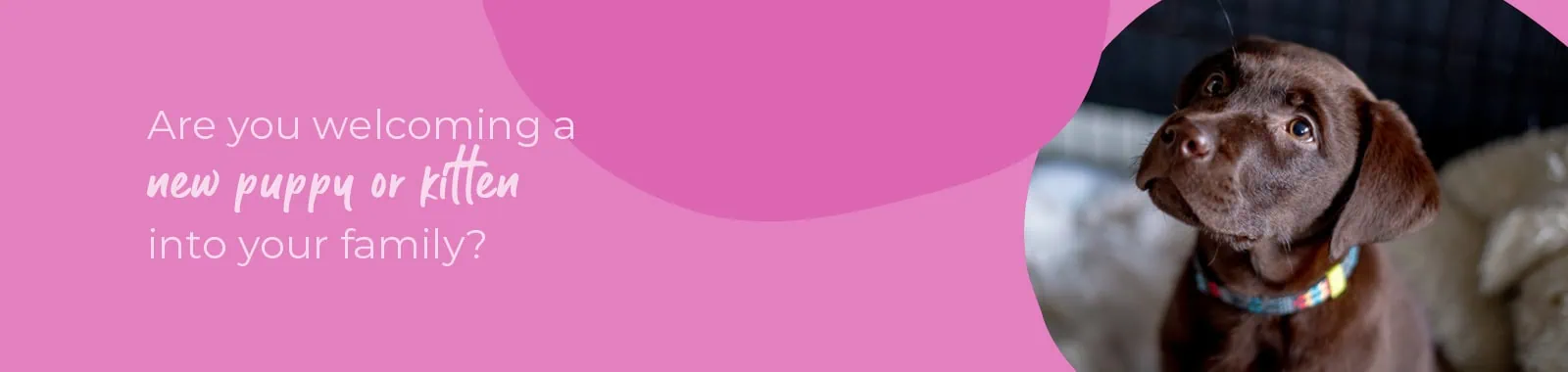 Welcoming your new puppy or kitten