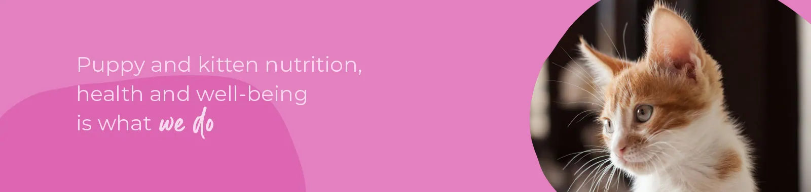 Welcoming your new puppy or kitten